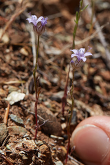 Gilia capitata staminea