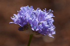 Gilia capitata staminea