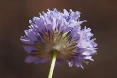 Gilia capitata staminea