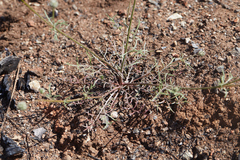 Gilia capitata staminea