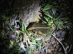 Sphaerotheca breviceps