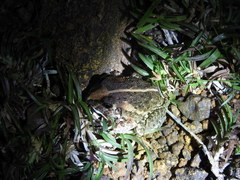 Sphaerotheca breviceps