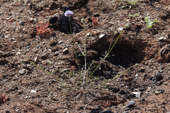 Gilia capitata staminea
