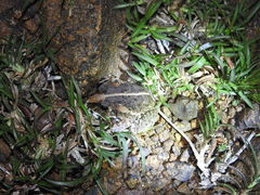 Sphaerotheca breviceps