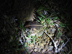 Sphaerotheca breviceps