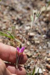 Clarkia affinis