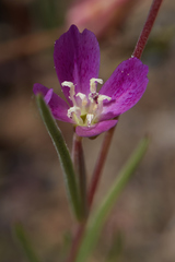 Clarkia affinis