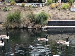 Branta canadensis maxima