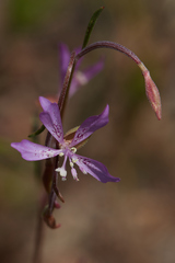 Clarkia modesta