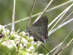 Satyrium favonius autolycus