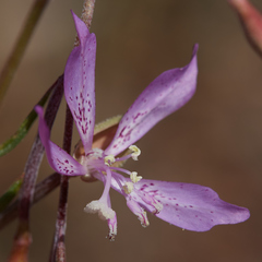 Clarkia modesta