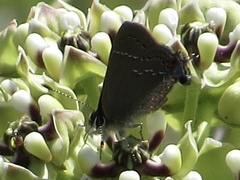 Satyrium favonius autolycus