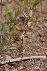 Clarkia modesta