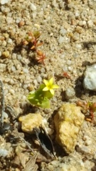 Sebaea micrantha micrantha