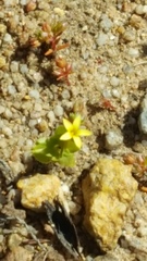 Sebaea micrantha micrantha