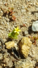 Sebaea micrantha micrantha