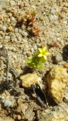 Sebaea micrantha micrantha