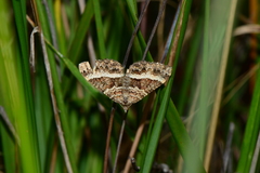 Chrysolarentia vicissata