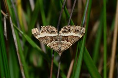 Chrysolarentia vicissata