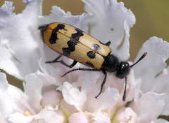 Mylabris olivieri