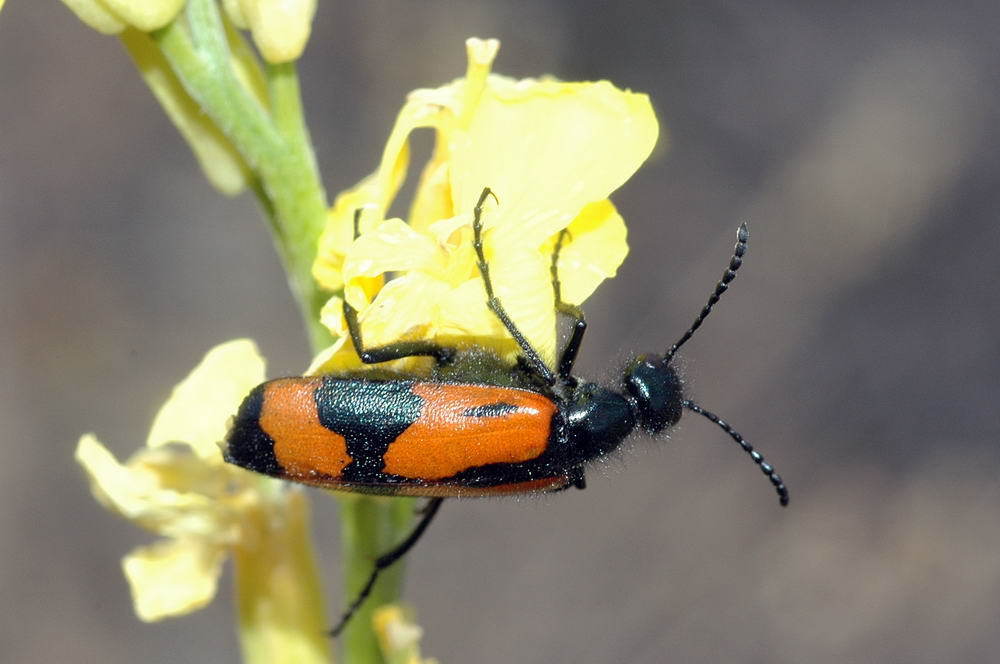 Mylabris intermedia