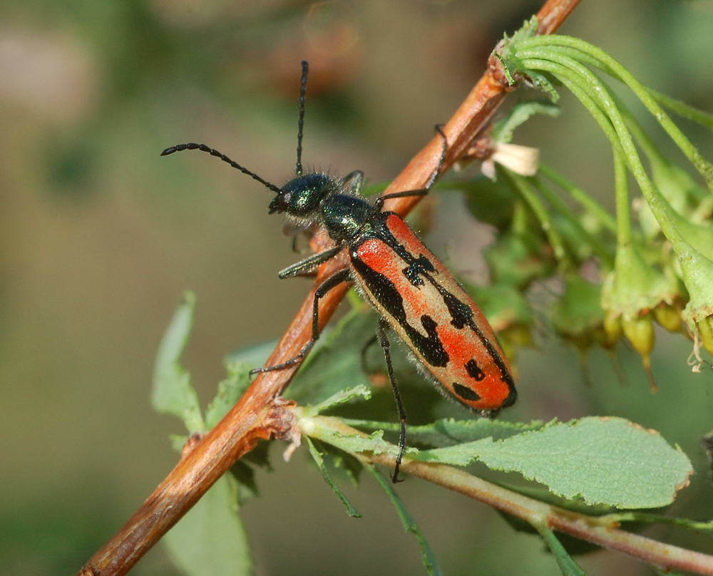 Mylabris ledebouri