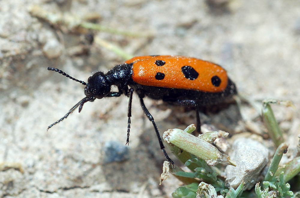 Mylabris magnoguttata
