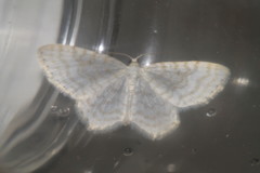 Asthena albulata