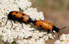 Mylabris quadripunctata
