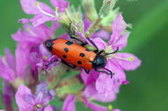 Mylabris quadripunctata