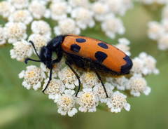 Mylabris quadripunctata