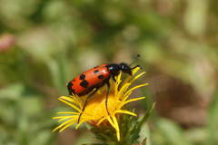 Mylabris quadripunctata