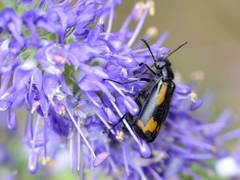 Mylabris quadrisignata