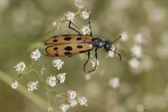 Hycleus quatuordecimpunctatus