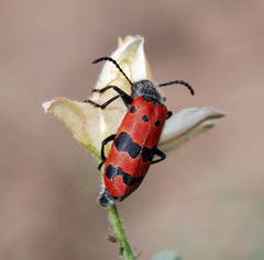 Mylabris sedecimpunctata