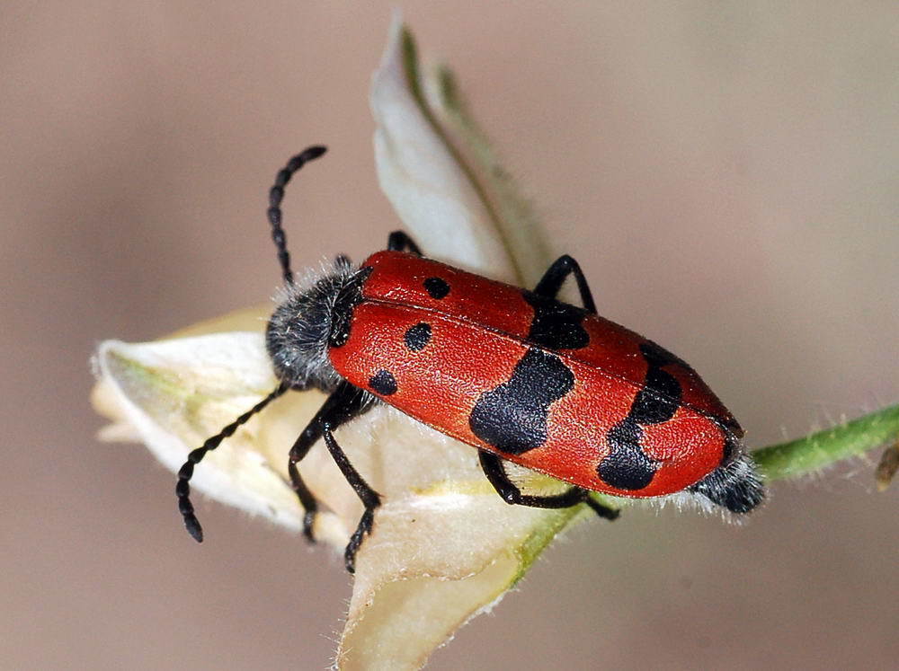 Mylabris sedecimpunctata