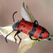 Mylabris sedecimpunctata - Photo (c) Pavel Gorbunov, algunos derechos reservados (CC BY-NC), subido por Pavel Gorbunov