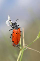 Mylabris sedecimpunctata