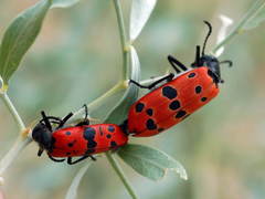 Mylabris sedecimpunctata