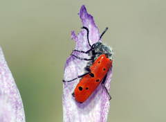 Mylabris sedecimpunctata