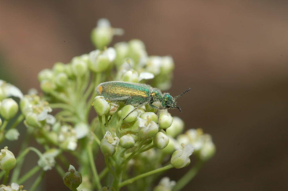 Mylabris smaragdina
