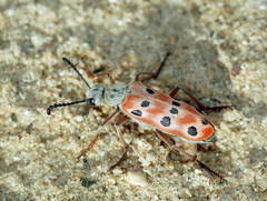 Mylabris undecimpunctata