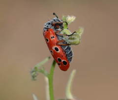 Mylabris sedecimpunctata