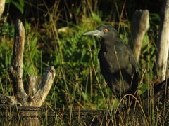 Nycticorax nycticorax obscurus