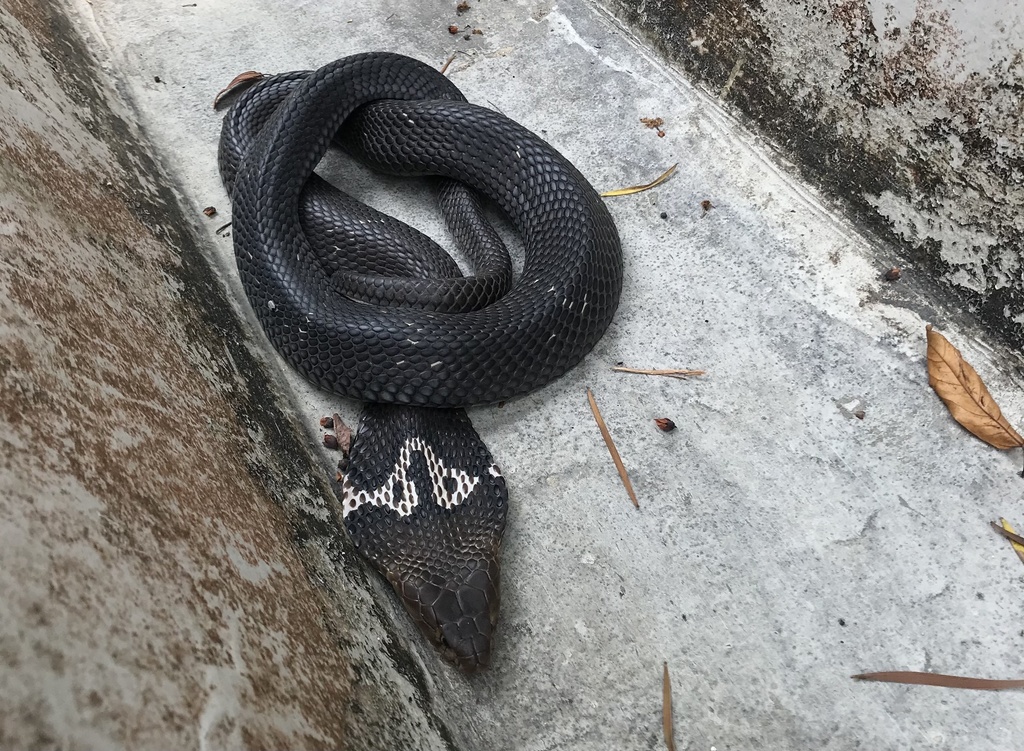 Chinese Cobra from Lantau Island, Lantau Island, New Territories, HK on