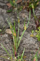 Centrolepis aristata