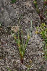 Centrolepis aristata