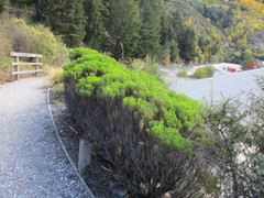 Veronica cupressoides
