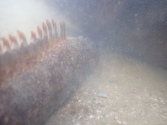 Acanthoclinus marilynae