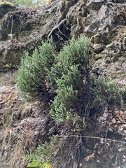 Helichrysum intermedium